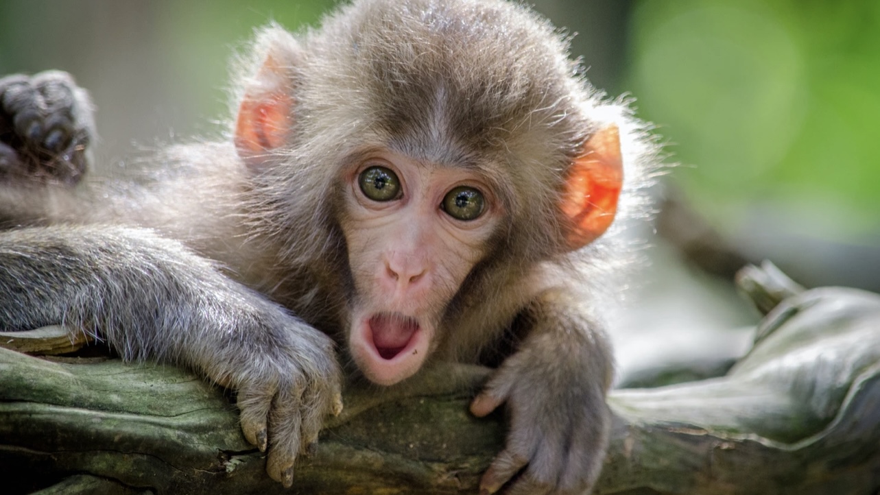 מהם התסמינים של אבעבועות הקוף?